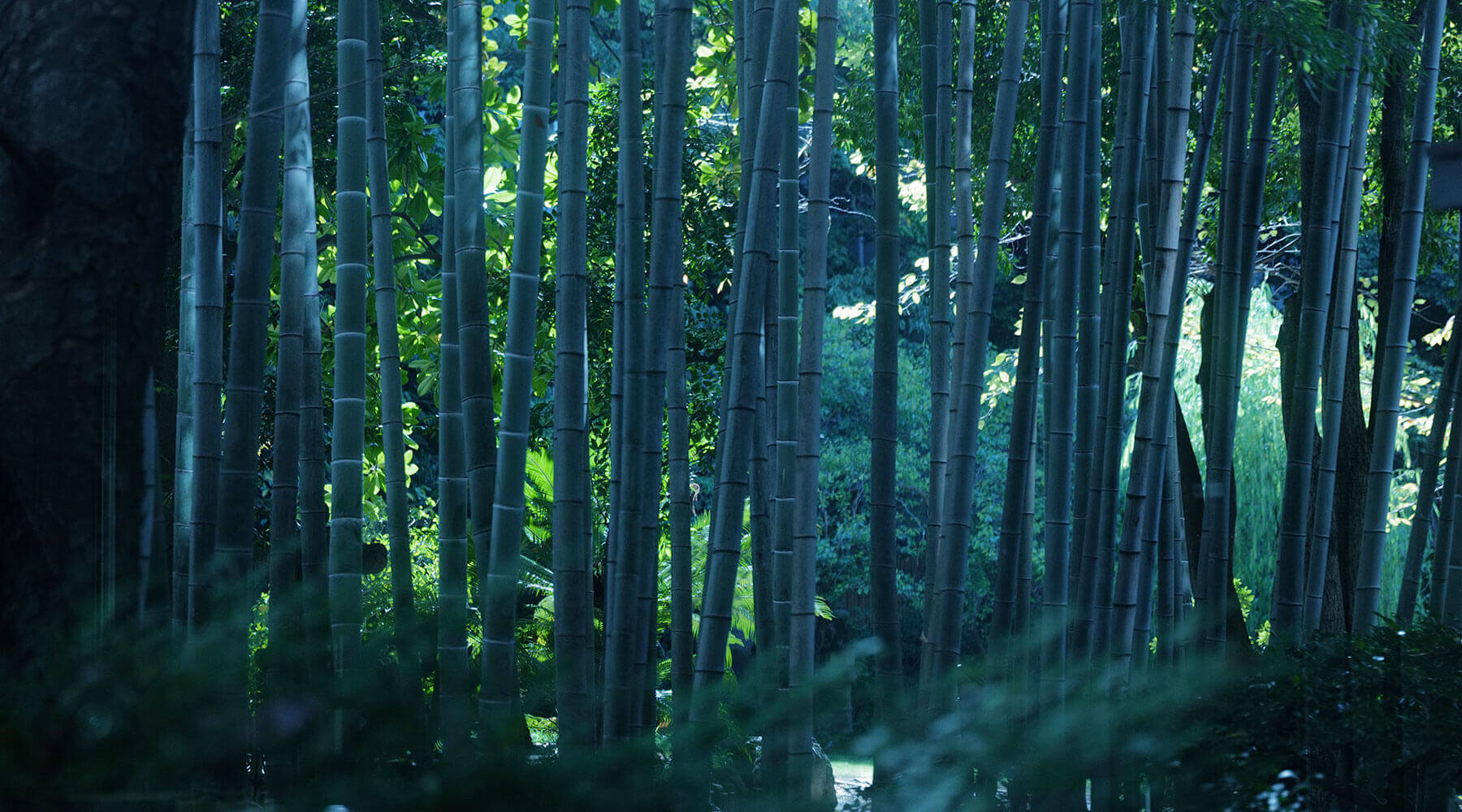 浮月楼庭園 竹林